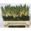 product/img.floraplaza.nl/16741-75-LIVE_fotos-0x1DC355D12BB4819F433F294BAC3C884D4AE78438.jpg