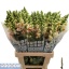 product/img.floraplaza.nl/16741-75-LIVE_fotos-0x9C1A1C85D93C94C54F677A2AE82732A7EBF90E61.jpg
