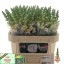 product/img.floraplaza.nl/16741-75-LIVE_fotos-0xBD0DE597C3CBD1844BCE17F0BEDCCF266187A4F8.jpg