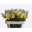 product/img.floraplaza.nl/16741-75-LIVE_fotos-0xC09831E41628B686393C519EE544DF8CA16E8058.jpg