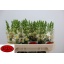 product/img.floraplaza.nl/16741-75-LIVE_fotos-0xDB0C21A3260AC5495DE2F1DB02BDB968810032FC.jpg