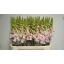 product/img.floraplaza.nl/16768-75-LIVE_fotos-0x2D4F8A2098F8D0A84973BEE89329BC6F9B656919.jpg