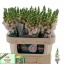 product/img.floraplaza.nl/16768-75-LIVE_fotos-0x9ED135A860CEBF60CA95D05A6B07AE6D1F5F8F98.jpg