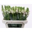 product/img.floraplaza.nl/16768-75-LIVE_fotos-0xAF1F392BC3AA3B91EF17BDDFCB469492D53F5364.jpg