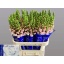 product/img.floraplaza.nl/16768-75-LIVE_fotos-0xD883F3CC2AFB09F53102A6E8EF4F2F906DEC2749.jpg