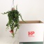 product/img.floraplaza.nl/16842-15-LIVE_fotos-0xB60331A39AF850882DF354CD97F5A51E7FCFD8E4.jpg