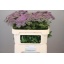 product/img.floraplaza.nl/16888-70-LIVE_fotos-0xA258AA169FFCC7C7EB5CA7AB457AE17ADCDA0685.jpg