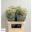product/img.floraplaza.nl/16910-80-LIVE_fotos-0x71F57F9E2E3DC11D376027E07C4198FBA163FFA6.jpg