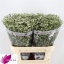 product/img.floraplaza.nl/16910-80-LIVE_fotos-0xA622915B4F7436E90D4992A6B30DE40C65AC54C1.jpg