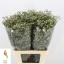 product/img.floraplaza.nl/16910-80-LIVE_fotos-0xCB1E21940D3EF707CD71F3CE05A5BB74228F1DD3.jpg