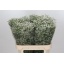product/img.floraplaza.nl/16910-80-LIVE_fotos-0xF43489A17C5400B3AD866B9DAA0243A06BE1805C.jpg