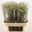product/img.floraplaza.nl/16910-80-LIVE_fotos-0xF90BC4AFA2C84966C646213B304208E5E30840F4.jpg