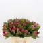product/img.floraplaza.nl/16975-40-LIVE_fotos-0xED719C3D1DE0B89E03CC70D3F524DD7BAE868855.jpg