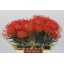 product/img.floraplaza.nl/16977-45-LIVE_fotos-0x49344637EBF24CB08F5F08D692FFC9AFD457CE7A.jpg