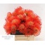 product/img.floraplaza.nl/16977-45-LIVE_fotos-0x73311889D8C36EC4F8475B8C3CBA362B5D365D17.jpg