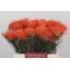 product/img.floraplaza.nl/16977-45-LIVE_fotos-0x9B228C939FF5E9FED64C6BF8A2F560E7218FC0E1.jpg