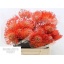 product/img.floraplaza.nl/16977-45-LIVE_fotos-0xB3EE771F327565EAEA915137F0ABE3178F4D690B.jpg