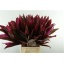 product/img.floraplaza.nl/1705-55-LIVE_fotos-0xE8A5C25F1603EF8B297A06CD04B4A26D0809FFAF.jpg