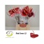 product/img.floraplaza.nl/17142-LIVE_fotos-0xBE6C63D5D4B0148545EDDF1671E48045C7D4C483.jpg