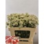 product/img.floraplaza.nl/17243-50-LIVE_fotos-0x93AB6A0CAA9003001BD5B1862159101830CA3363.jpg