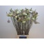 product/img.floraplaza.nl/17260-80-LIVE_fotos-0x4425404E4DD254C32E28D6AED386D73414605559.jpg