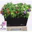 product/img.floraplaza.nl/17374-45-LIVE_fotos-0xCBC751CDEF3217A91F26CDCB879DD0603D9AB969.jpg