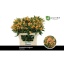 product/img.floraplaza.nl/17387-70-LIVE_fotos-0x1E8073C4FA3B4C2966F1C9CE5E4CEEEF87181EEA.jpg