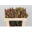 product/img.floraplaza.nl/17415-50-LIVE_fotos-0xA077DE0B13AFEF6FE3BBF2C694B09DC363FD93C6.jpg