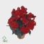 product/img.floraplaza.nl/17429-14-ART_Fotos-VBN-vbn17429.jpg