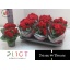 product/img.floraplaza.nl/17429-14-LIVE_fotos-0x1819D4D799F2241B4C16CFD9F38041433CB67CFD.jpg
