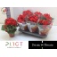 product/img.floraplaza.nl/17429-14-LIVE_fotos-0xB77B8881F0EF21A202E3C7AAA77A1580FD2BBE94.jpg