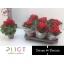 product/img.floraplaza.nl/17429-14-LIVE_fotos-0xB7CFD5BDB00C7C90363C25B174EBA195986CE459.jpg
