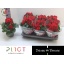 product/img.floraplaza.nl/17429-14-LIVE_fotos-0xE01C223DE758F64B12BD5B73B54B81544ECB9AE6.jpg