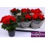 product/img.floraplaza.nl/17429-14-LIVE_fotos-0xED56DF9FF2BAA84BDEC7B86C657BC6122274EFA8.jpg