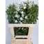 product/img.floraplaza.nl/17505-70-LIVE_fotos-0x9E22B07501F1ED8C669AF8C811A10711A4AE68A3.jpg