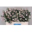 product/img.floraplaza.nl/17510-50-LIVE_fotos-0x8E752C02F93C6E9B70690DD7BECB2331AF7FBF6C.jpg