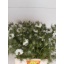 product/img.floraplaza.nl/17627-60-LIVE_fotos-0x147BBEF1487D7A6A0FD6C31FC5B63CD10591E06D.jpg