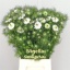 product/img.floraplaza.nl/17627-60-LIVE_fotos-0x1BF5DBE4208FBD81779C83C097B329F20B76D933.jpg