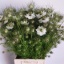 product/img.floraplaza.nl/17627-60-LIVE_fotos-0x6D7E47CABD1B57B9A55E291BC24A13623A0B6D15.jpg