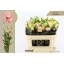 product/img.floraplaza.nl/17667-70-LIVE_fotos-0x0F4DC60937F1BCEB3332CA72A28109B2C6699F54.jpg