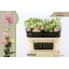 product/img.floraplaza.nl/17667-70-LIVE_fotos-0x26C841D99400920AAD1CA5ED97137533DB940C59.jpg