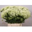 product/img.floraplaza.nl/17788-45-LIVE_fotos-0xE8D63370D72E667A41D4A1FB0FA046A90330AF33.jpg
