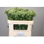 product/img.floraplaza.nl/17788-70-LIVE_fotos-0x0C08CDA50C5F97BA875383495C5EFD93C1205425.jpg