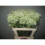 product/img.floraplaza.nl/17788-70-LIVE_fotos-0x7DCB9EDE6BA5CFCE1788FF2396BA6EFC6C9EF970.jpg