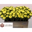 product/img.floraplaza.nl/18002-50-LIVE_fotos-0xC05CC9F6B3D4D43E97EA19B244C82346EEBCACD3.jpg