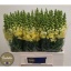 product/img.floraplaza.nl/18064-60-LIVE_fotos-0xA84FF68F7A6EA747803B58360CF03DAB968E4D55.jpg