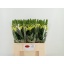 product/img.floraplaza.nl/18064-60-LIVE_fotos-0xA9EDB8CD4BEA6A18D5CDAD0CB07215CD184D376A.jpg