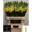 product/img.floraplaza.nl/18064-70-LIVE_fotos-0xF4E61EA8418AA795804F35BCB274427728AD872B.jpg