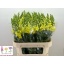 product/img.floraplaza.nl/18064-75-LIVE_fotos-0x64FF139940B2D6C544FDEB45263F995FC5781CD5.jpg