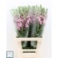 product/img.floraplaza.nl/18071-75-LIVE_fotos-0xC1A0BCFEA4DB86671E1EF1949DEBC145BFD5C863.jpg